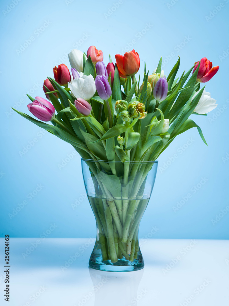 A bouquet of tulips on a blue background. A bouquet of tulips on a blue background.