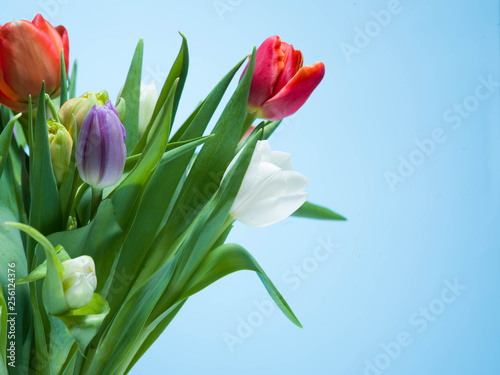 Bunch of colorful tulips on a pastel isolated background.