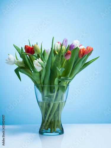 Bunch of colorful tulips on a pastel isolated background.