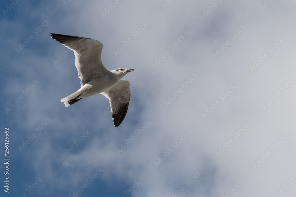 Obraz premium Flying Bird