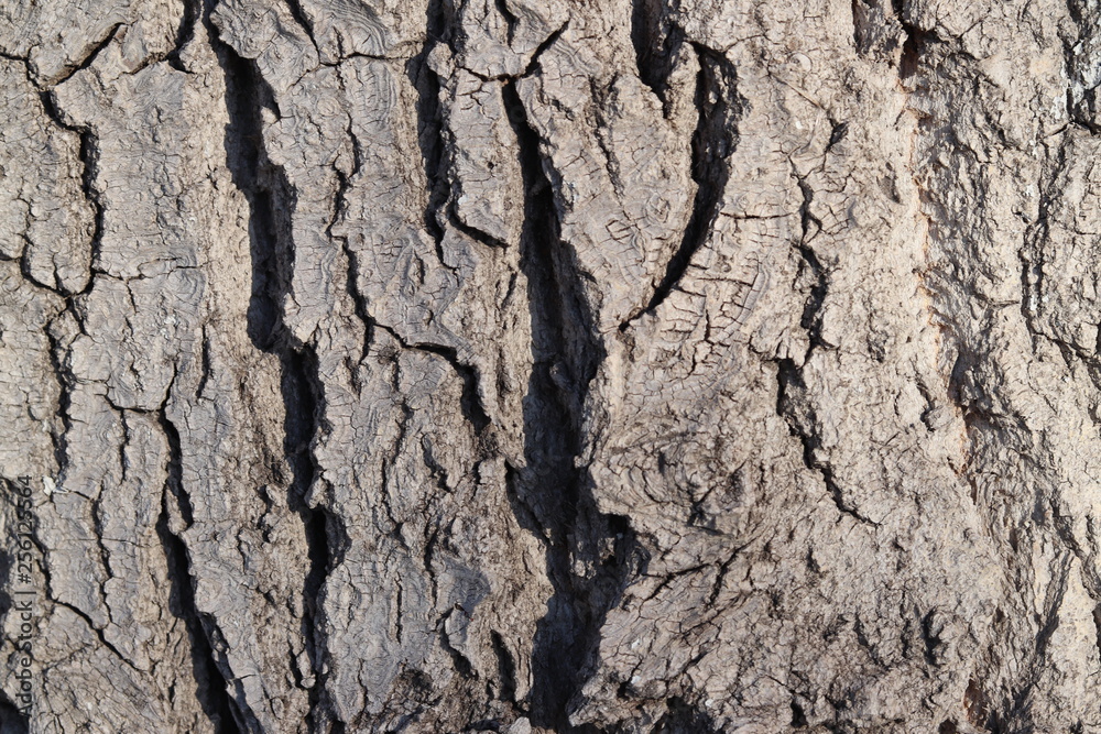 close view of the bark of a poplar tree close view of the bark of a poplar tree