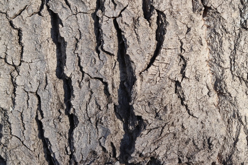 close view of the bark of a poplar tree