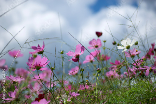 COSMOS IN BLOOM