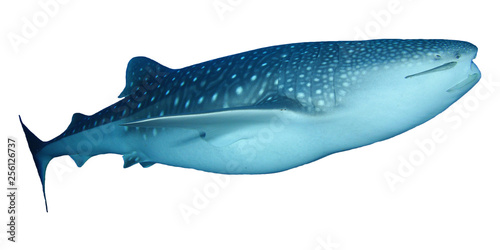 Whale Shark isolated on white background 