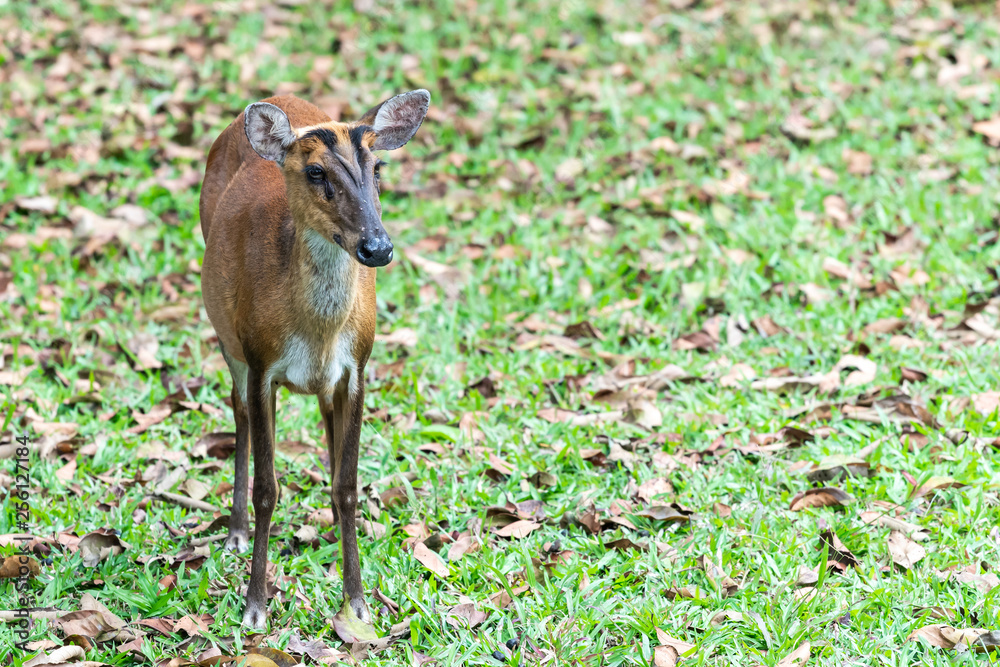 Wild animal female Deer in nature the national park forest Thailand Wild animal female Deer in nature the national park forest Thailand