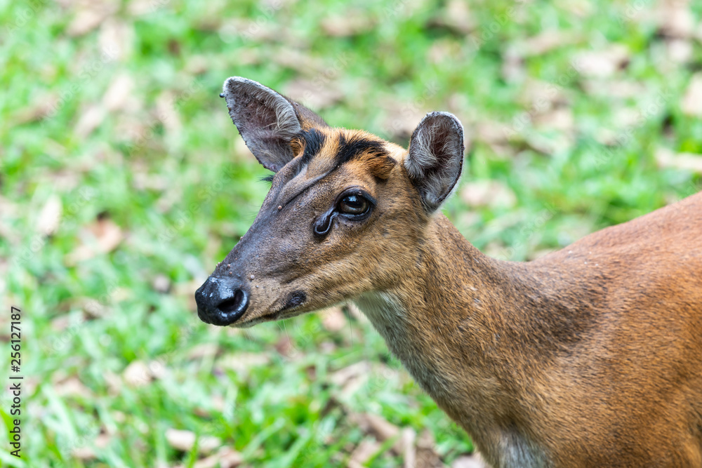 Wild animal female Deer in nature the national park forest Thailand Wild animal female Deer in nature the national park forest Thailand
