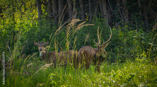 Herd Of Spotted Deer In The Green Wild Forest