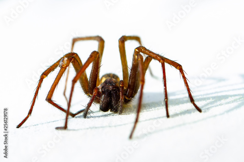 Housespider