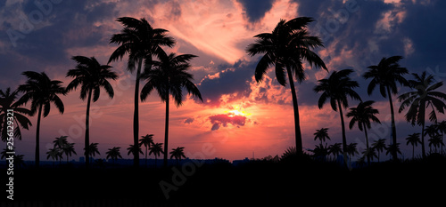 Night landscape with stars, sunset, stars. Silhouette coconut palm trees Vintage tone. Lights of the night city, neon, coast.