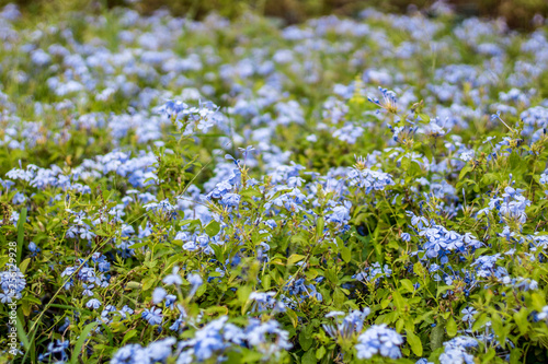 Blue flower field
