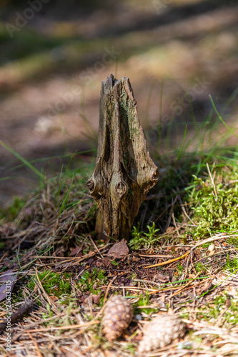 A sliver with knots from an old tree sticks out of the ground and pine cones on the Curonian Spit, Russia are near.
