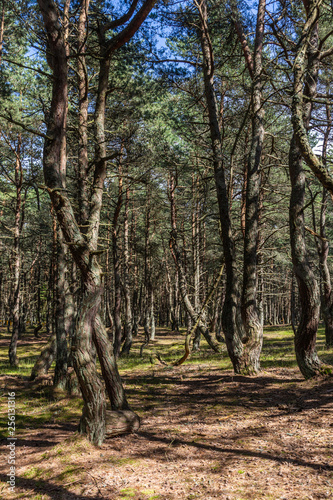 A walk in the pine dancing forest on the Curonian Spit, Russia