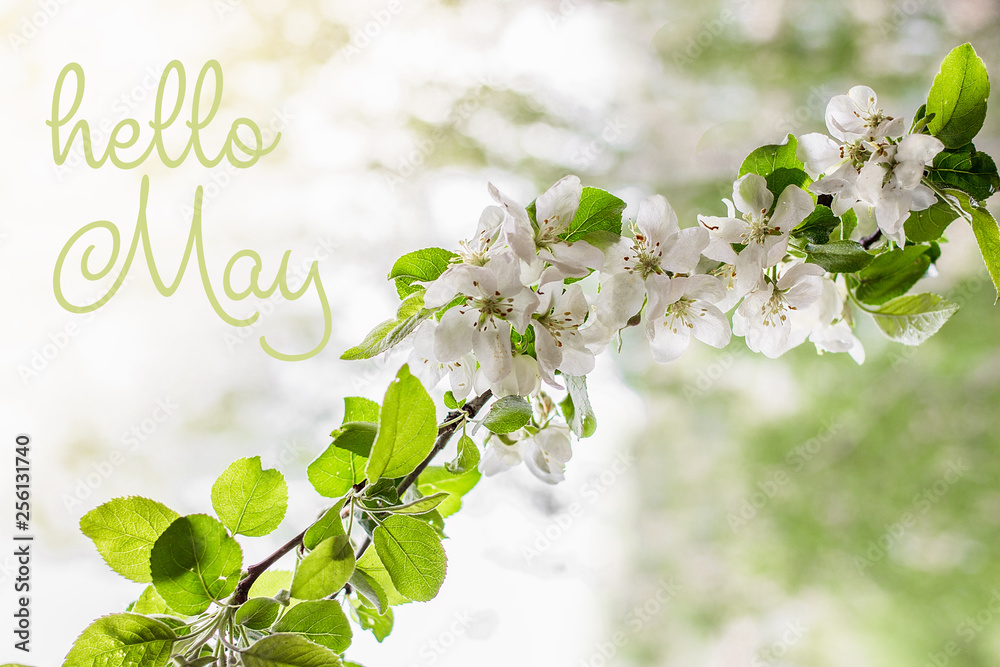 Fototapeta premium Hello May lettering card. Spring background with flowers.