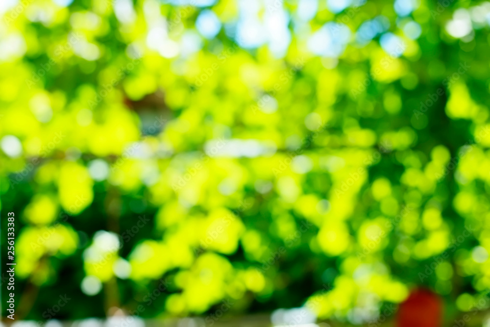 Natural defocused blurred outdoor background containing bokeh effect. Bright colorful festive texture.Green and yellow colors Natural defocused blurred outdoor background containing bokeh effect. Bright colorful festive texture.Green and yellow colors