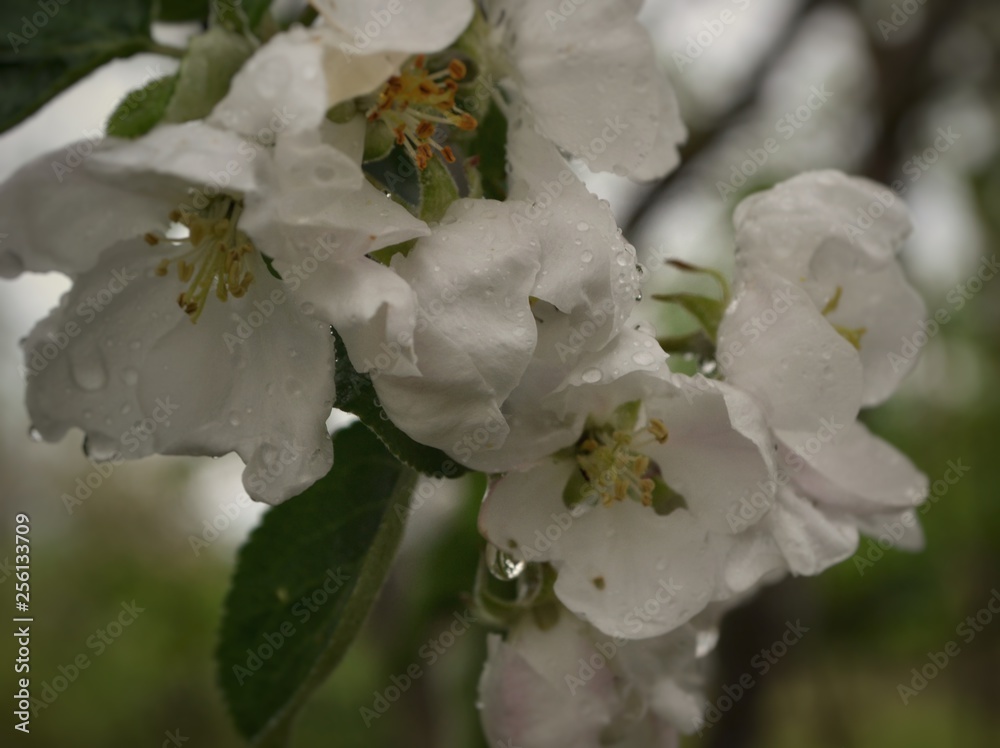white flowers in garden white flowers in garden