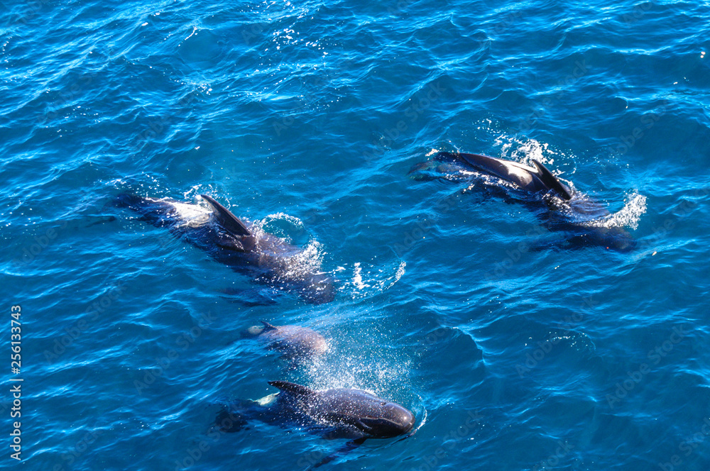Long-Finned Pilot Whales in the Southern Atlantic Ocean