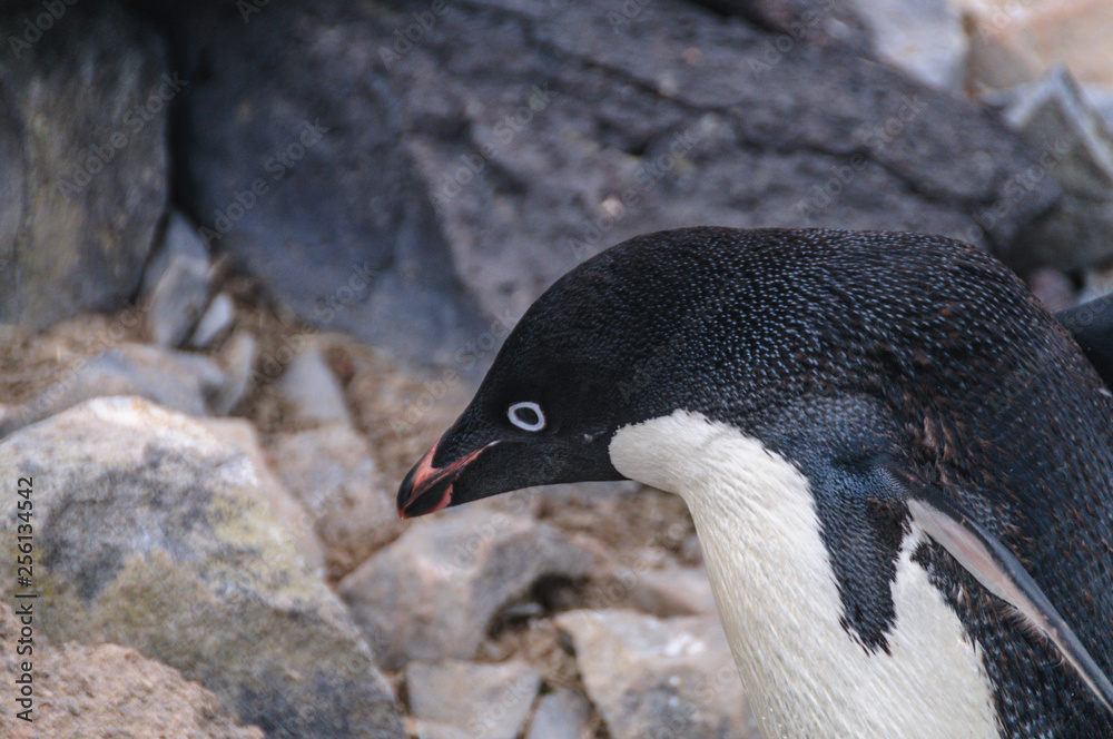 Naklejka premium Adelie Penguins on Paulet Island