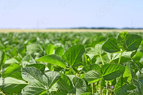 Green soybean field landscape
