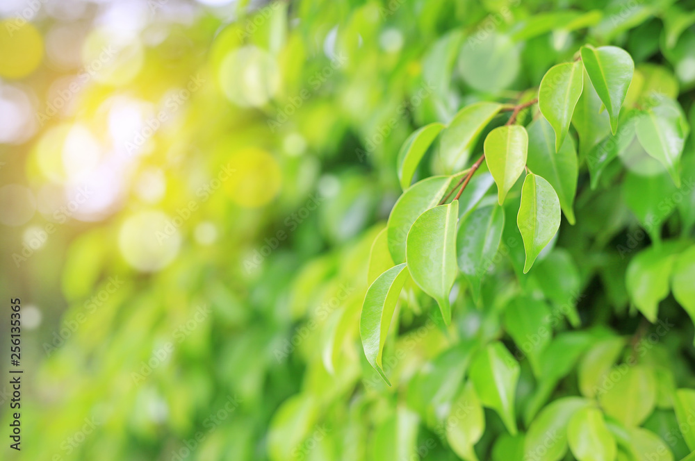 Fresh green tree leaf on blurred background in the summer garden with rays  of sunlight. Close-up nature leaves in field for use in web design or  wallpaper. Stock Photo | Adobe Stock