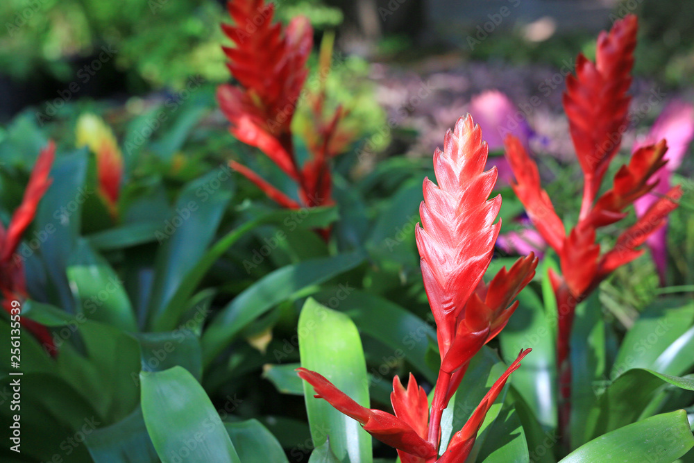 Tillandsia stricta in the garden. Tillandsia stricta in the garden.