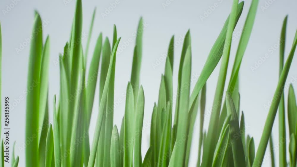 Texture of a rotating bright green grass on a white background. Texture of a rotating bright green grass on a white background.