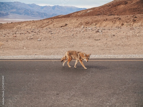 A coyote walks through the Valley of death