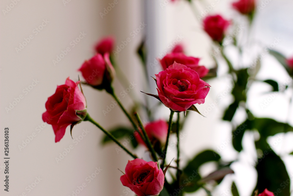 bouquet of pink roses bouquet of pink roses