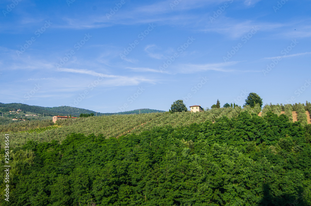 Tuscan countryside with vineyards, olive trees, woods, farms and town