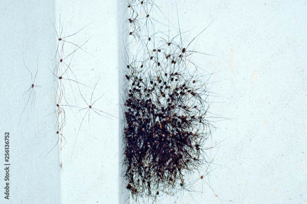 Fototapeta premium Spiders gather together.