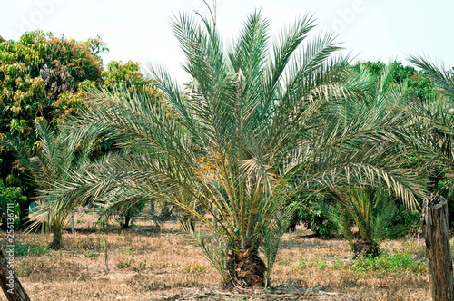 Palm trees with thorns