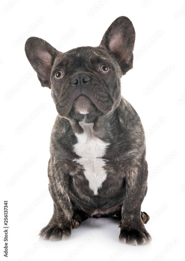 puppy french bulldog