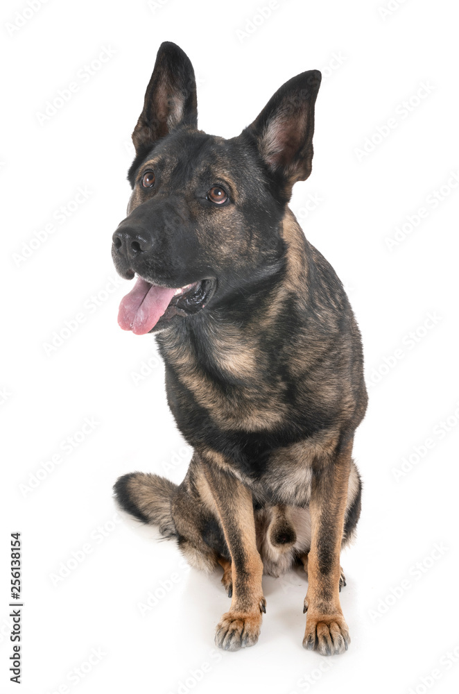 gray german shepherd gray german shepherd