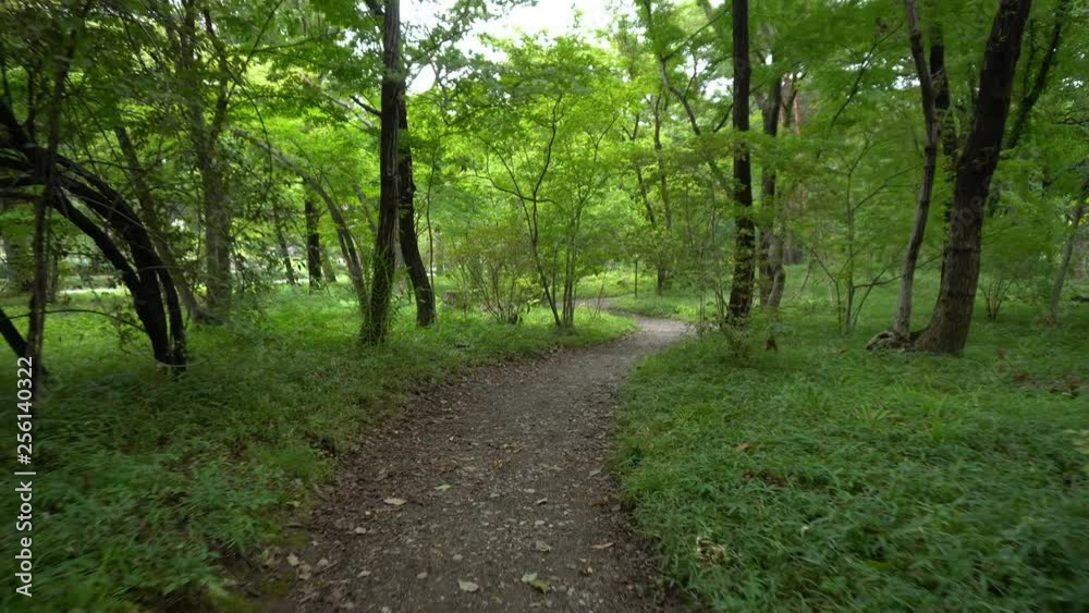 Point of View Running Jogging on Path in Forest Point of View Running Jogging on Path in Forest