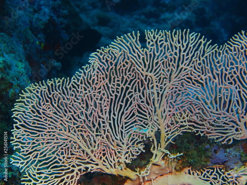 The amazing and mysterious underwater world of Indonesia, North Sulawesi, Bunaken Island, gorgonian coral