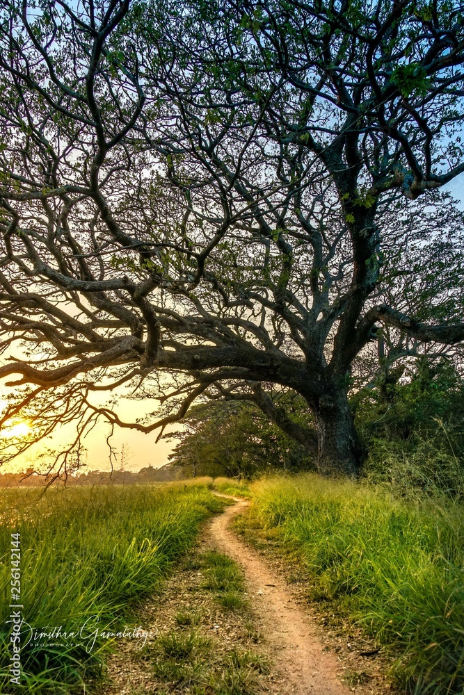 Obraz premium Sunset by the lake