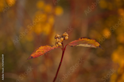 autumn leaves on tree