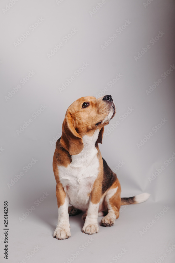 beagle in front of white background