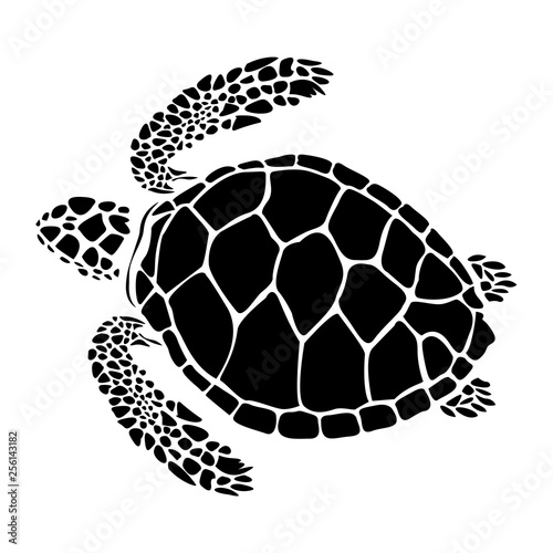 vector illustration of turtle,graphic sea turtle