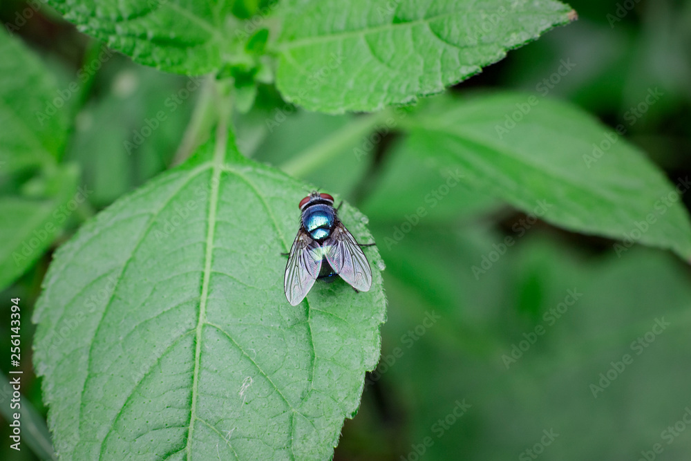 house fly on the leaf