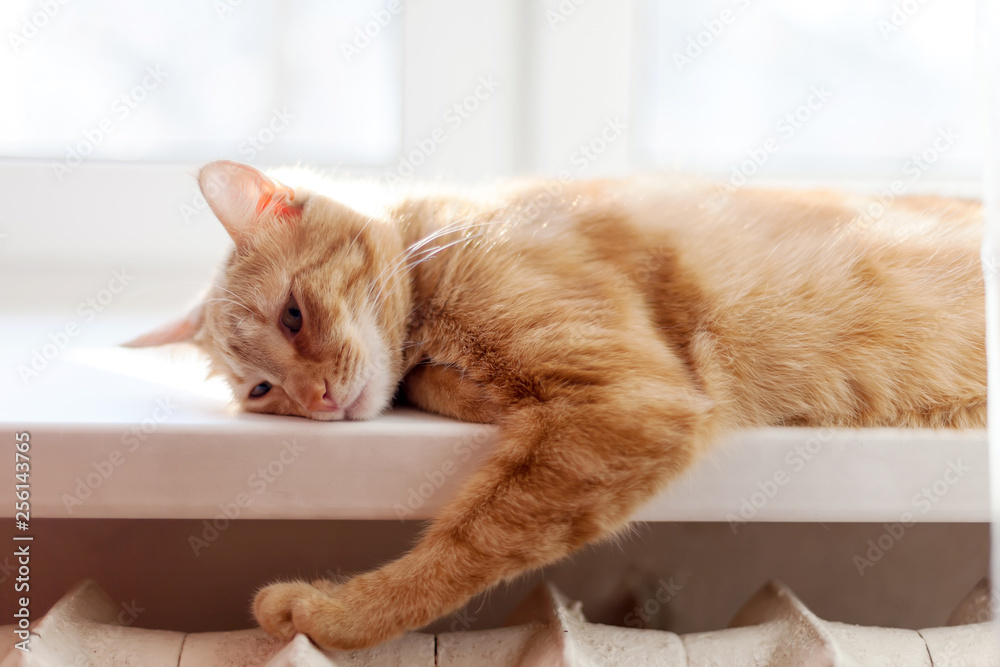 Big red cat lying on bright windowsill at home. Big red cat lying on bright windowsill at home.