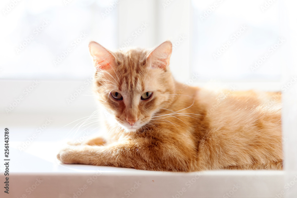 Big red cat lying on bright windowsill at home. Big red cat lying on bright windowsill at home.