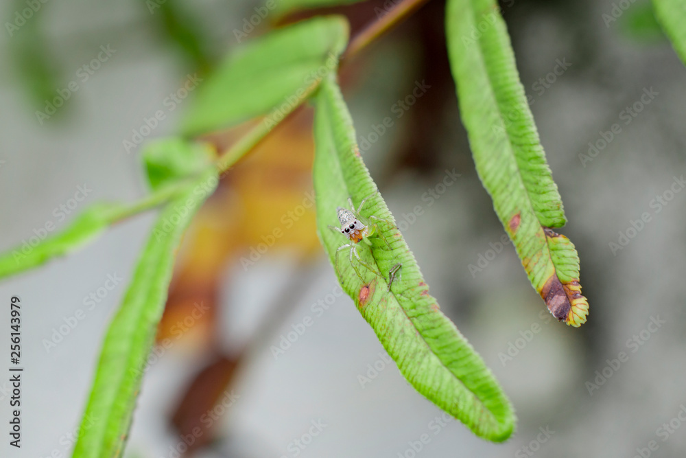 small spider on the leaf, macro photography small spider on the leaf, macro photography