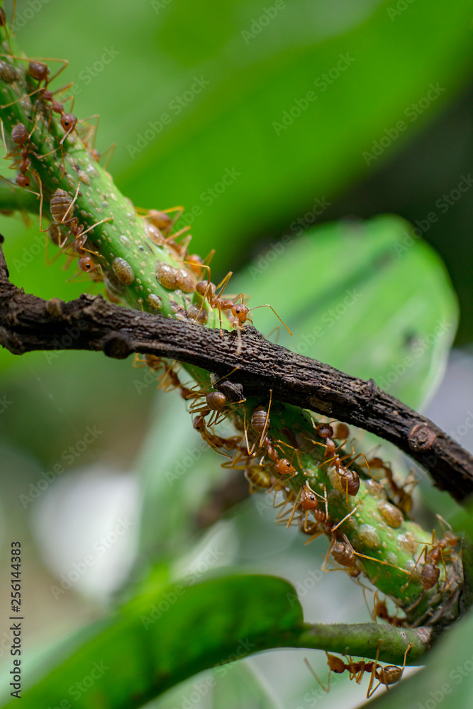 Fototapeta premium red ants on tree trunks