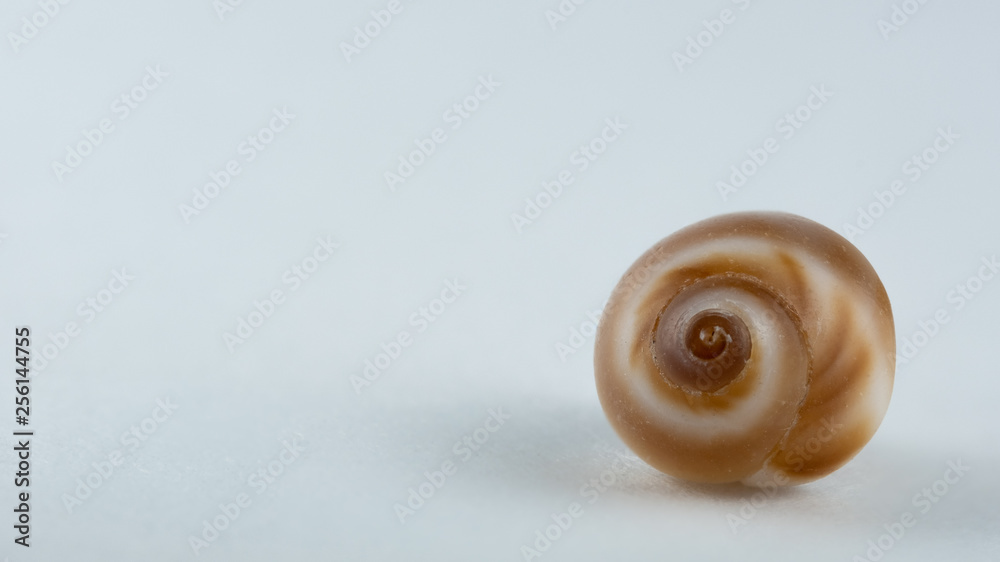 Macro image of a shell Macro image of a shell