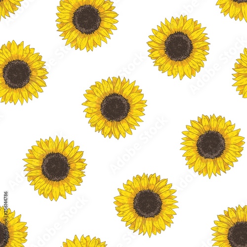 Floral seamless pattern with sunflower heads. Botanical backdrop with blooming flower or cultivated crop hand drawn on white background. Natural vector illustration in vintage style for fabric print.