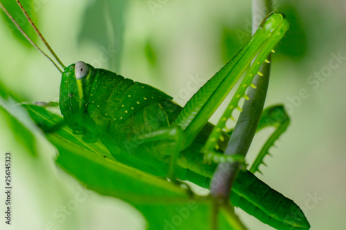 green grasshopper in the leaf