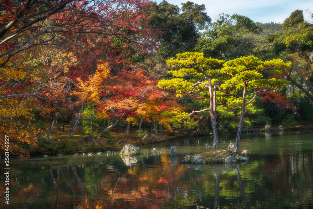 background leaf and tree in Autum season at Japan background leaf and tree in Autum season at Japan