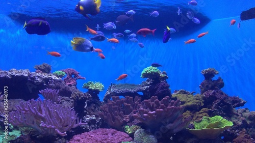 Fototapeta Naklejka Na Ścianę i Meble -  Aquarium