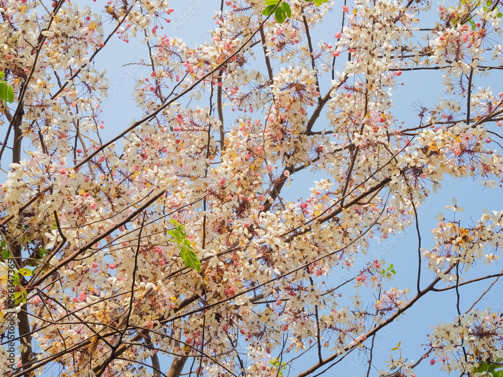 Soft focus beautiful pink flowers of Cassia Bakeriana Craib cherry blossom on branches with nature blurred background, other names Wishing Tree and Pink Shower. Soft focus beautiful pink flowers of Cassia Bakeriana Craib cherry blossom on branches with nature blurred background, other names Wishing Tree and Pink Shower.