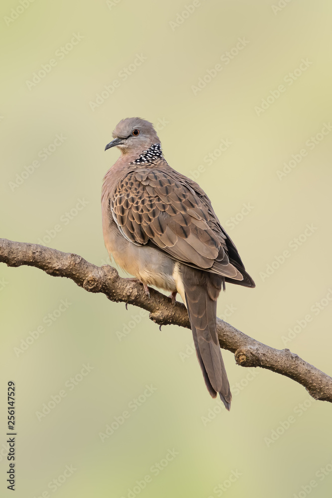 Spotted dove perching on a perch isolated on pale green background Spotted dove perching on a perch isolated on pale green background